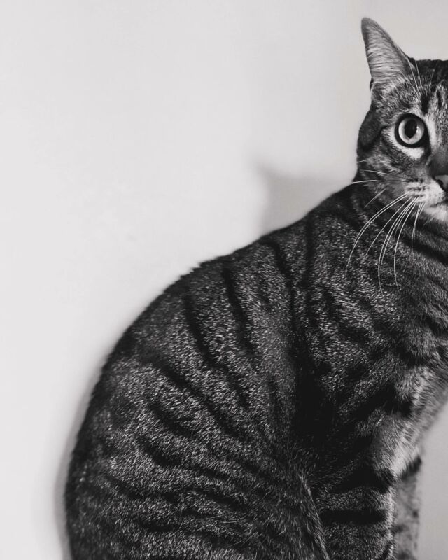 — About this cat —
#portrait #petportrait #petphotography #photolove #lovetakepicture #timeto #insta #instapet #takecare #vetnurse #vetcare #vetphotography #gardeanimaux #gardeanimauxadomicile #petsittingservice #petsitter #petlover #petstagram #petlife #petportrait #chambery