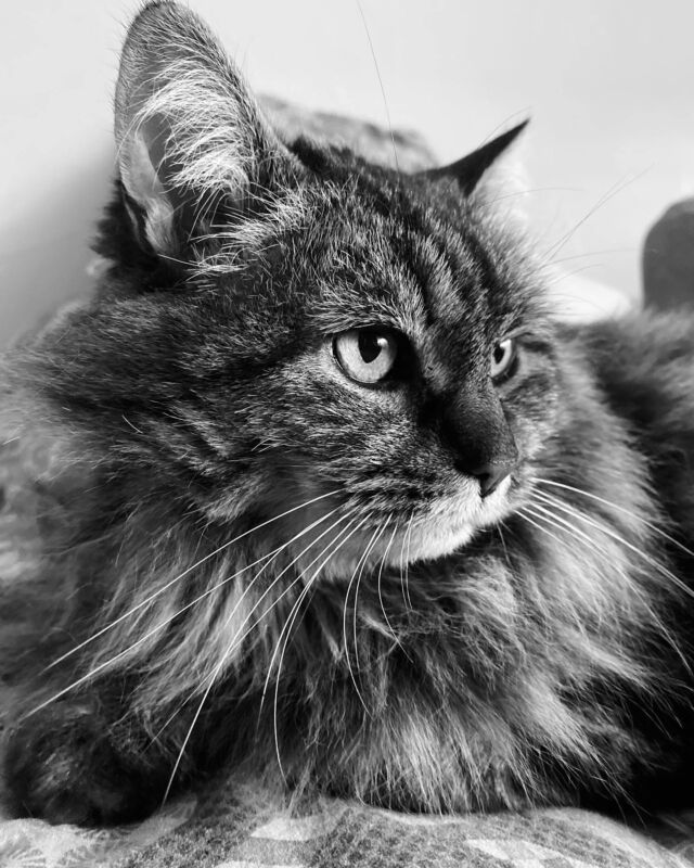 New in 🐱 MINETTE 🐱
#pet #petlovers #petfriendly #petphotography #petportrait #petstagram #petlife #petsittingservice #petsitter #petcare #petoftheday #petsofinstagram #gardeanimaux #gardeanimauxadomicile #chambery