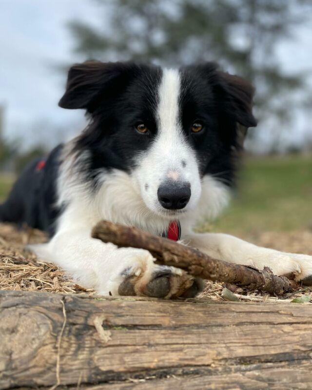 Tout Schuss 🐶
#pet #petofthemonth #petlovers #petfriendly #petphotography #petportrait #petstagram #petlife #petsittingservice #petsitter #petsitterlife #jeudi #souslapluie #chambery
