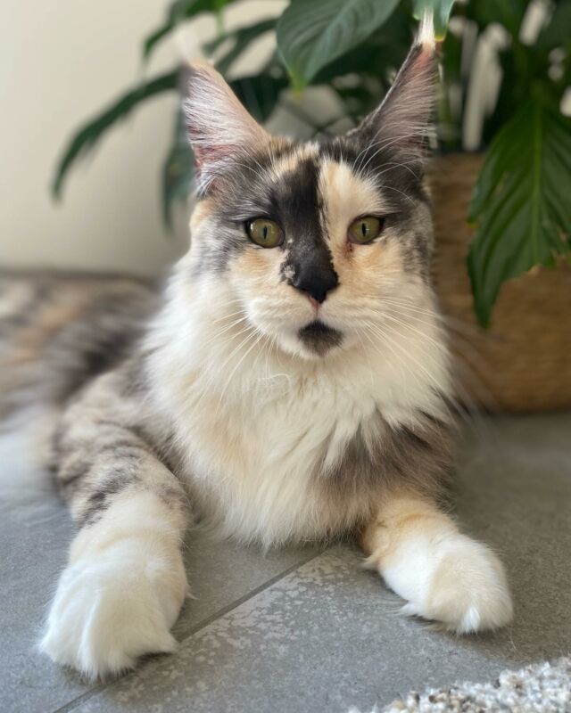 Queen Tonka (ou la beauté fatale sans filtre) 👑
.
.
.
#pet #petsitter #petoftheday #petofinstagram #petlover #petfriendly #petportrait #petsittingservice #petstagram #gardeanimaux #gardeanimauxadomicile #chambery #savoie #vetnurse #vetnurselife #mai #pontdumoisdemai #vendredi #happy #mainecoon #passionmainecoon