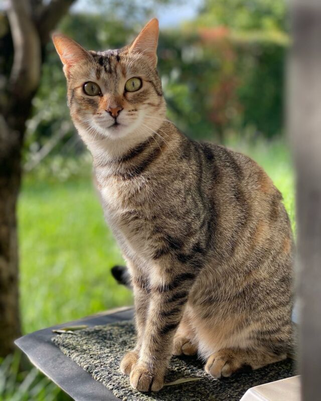 KIKI déesse (grecque) des câlins 🤗 
Maman de Babou, elle aussi originaire des Cyclades 🏺