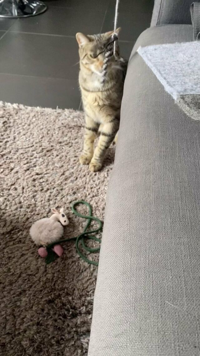 On fait quoi chez Barnabé?!
🐶🐱🐰
.
.
.