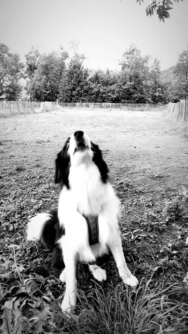 Entraînement aux J.O : « Le lancé de bâtons » 
🐶💪🏼🥇